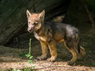 Mláata vlka eurasijského, Zoo Praha
