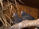Dvojice mláat holub ernobronzových prvn opustila hnízdo rodi, Zoo Praha