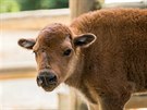 Bizon americký, Zoo Brno