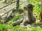 Velbloud dvouhrbý, Zoo Brno