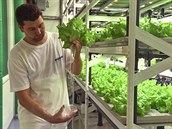 Před třemi lety počatý experiment spočívá v tom, že se listová zelenina pěstuje... Před třemi lety počatý experiment spočívá v tom, že se listová zelenina pěstuje...
