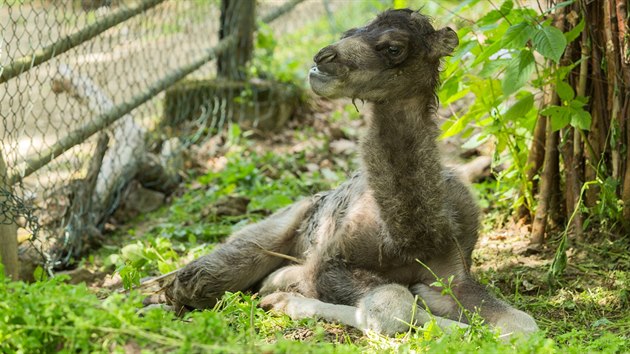 Velbloud dvouhrb, Zoo Brno