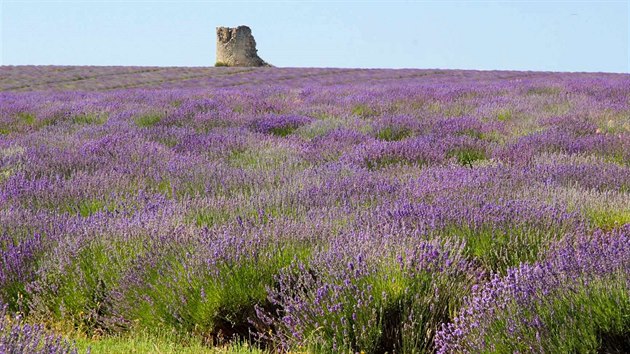 Prav levandule (Lavandula angustifolia) kvete vraznou fialovou barvou. A jen od 800 metr nad moem v.