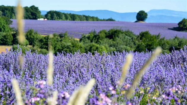 Pravá levandule (Lavandula angustifolia) kvete výraznou fialovou barvou. A jen...