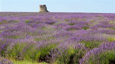 Pravá levandule (Lavandula angustifolia) kvete výraznou fialovou barvou. A jen...