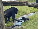 Roní Ajabu s gorilí mámou na tráv a u potoka