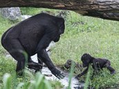 Ajabu se zatím dostává přes potok s pomocí mámy Shindy. Ajabu se zatím dostává přes potok s pomocí mámy Shindy.