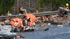 Hasiči zachraňovali tisíce kuřat z dálnice Hasiči zachraňovali tisíce kuřat z dálnice