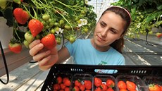 Sběr jahod na farmě v britském městě Chichester. Sběr jahod na farmě v britském městě Chichester.