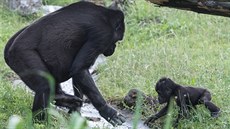 Ajabu se zatím dostává přes potok s pomocí mámy Shindy. Ajabu se zatím dostává přes potok s pomocí mámy Shindy.