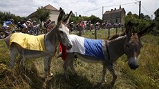 I oslíci ve Francii proívají cyklistickou Tour de France.