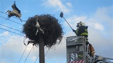 Hasiči nejprve pomocí smetáku museli odehnat rodiče mladého čápa. Hasiči nejprve pomocí smetáku museli odehnat rodiče mladého čápa.