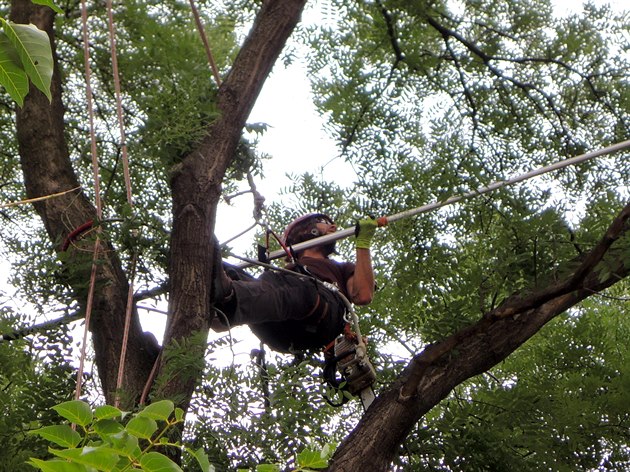 Arboristé v Sherwoodu u Hlavního nádraí