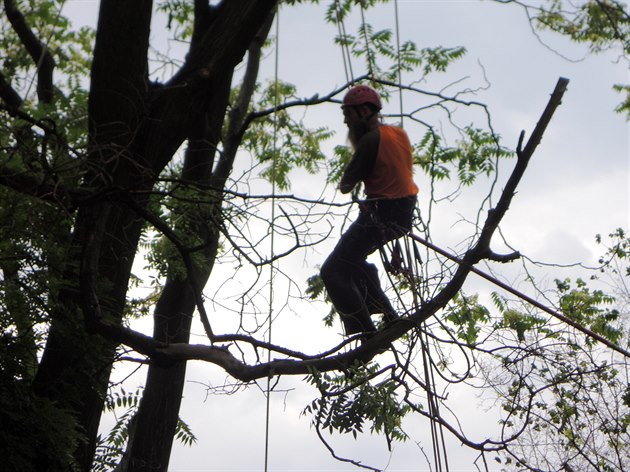 Arboristé v Sherwoodu u Hlavního nádraí