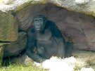 Za det gorily vtinou opatrn vykukují z jeskyn a snaí se rychle...
