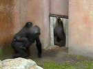 Takto zachytila praské gorily venkovní kamera, jak prchají schovat se ped...
