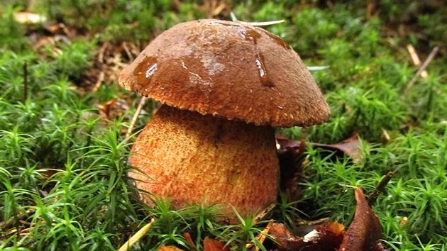 Nádherný úlovek z Náchodska. Nádherný úlovek z Náchodska.