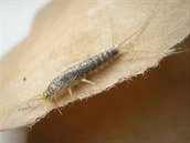 Ctenolepisma longicaudata alias „papírová ryba“ Ctenolepisma longicaudata alias „papírová ryba“