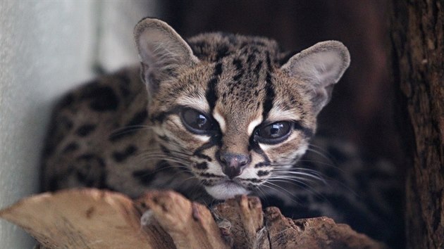 Zatm nejvzcnjm letonm odchovem v jihlavsk
zoologick zahrad je samika margaye, kter se narodila zatkem
nora. V cel Evrop ije i s nam kottem jen nco mlo pes dv destky
jedinc, pipomnl mluv zoo Martin Mal. Margay je pomrn velk kokovit
elma z Jin Ameriky, kde obv tropick detn pralesy.