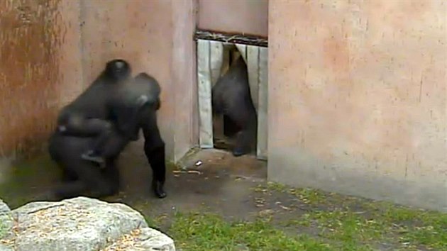 Takto zachytila prask gorily venkovn kamera, jak prchaj schovat se ped detm.