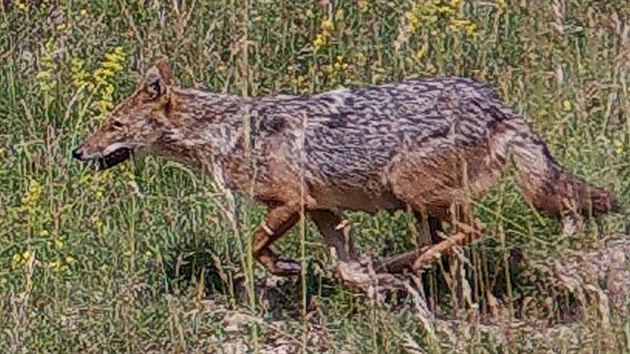 Kojc fenu (lze poznat podle nalitch struk) akala obecnho zachytila ped pr dny fotopast. Potvrdila tak domnnky odbornk, e se tu akali usadili natrvalo.