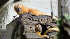 Jihlavská zoo se pyní jednou z nejvtích kolekcí drápkatých opiek v zemi....