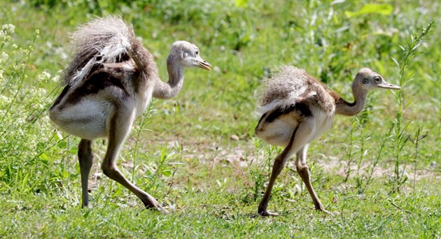 Mláata nandu pampových v plzeské zoologické zahrad.