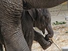 Nový len ostravské sloní rodiny je velmi inorodý a zvídavý.