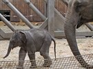 Nový len ostravské sloní rodiny je velmi inorodý a zvídavý.