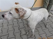 Čtyřletý kříženec staforda čeká na majitele v plzeňském útulku. (25. července... Čtyřletý kříženec staforda čeká na majitele v plzeňském útulku. (25. července...