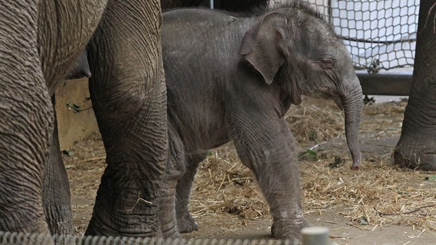 Chandru se postupn sbliuje s dalmi leny slon rodiny, velmi opatrn i s oetovateli. 