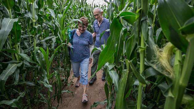 Návštěvníci bludiště v kukuřici v Hradci Králové.