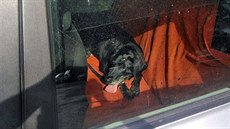 Muž nechal psa v autě, které zaparkoval na přímém slunci. Muž nechal psa v autě, které zaparkoval na přímém slunci.