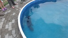 V Pňovicích na Olomoucku vlezl bobr do bazénu, už se ale nedokázal dostat ven.... V Pňovicích na Olomoucku vlezl bobr do bazénu, už se ale nedokázal dostat ven....