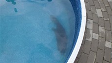 V Povicích na Olomoucku vlezl bobr do bazénu, u se ale nedokázal dostat ven....