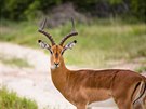 Impala (poddruh africké antilopy)