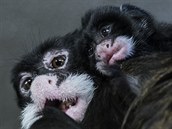 Většinu času tráví mládě tamarínů bělovousých u matky na zádech nebo na břiše. Většinu času tráví mládě tamarínů bělovousých u matky na zádech nebo na břiše.