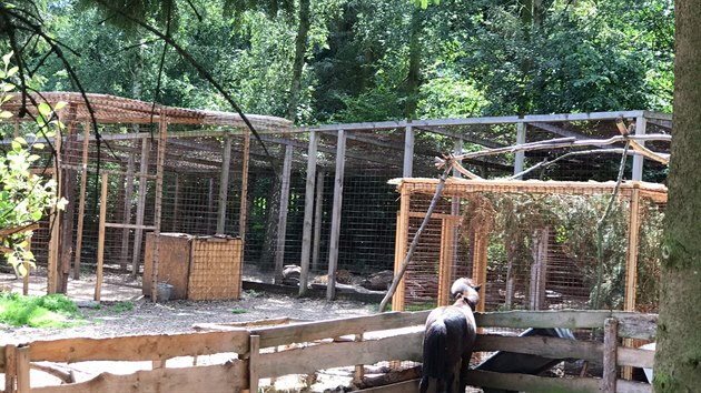 Z kontaktního zooparku ve Zvoli v okrese Praha-západ uteklo v pondělí dopoledne sedmiměsíční mládě pumy. (31.7.2017)
