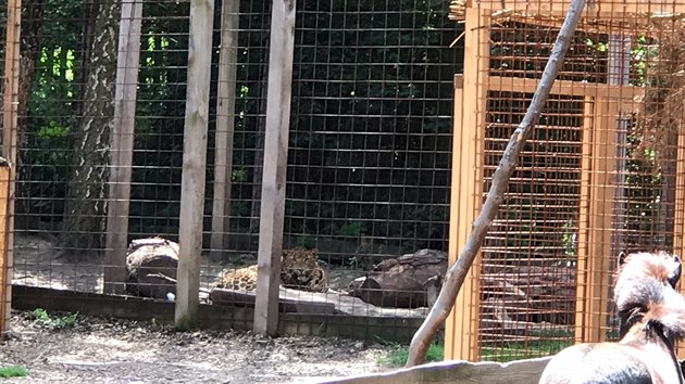 Z kontaktního zooparku ve Zvoli v okrese Praha-západ uteklo v pondělí dopoledne sedmiměsíční mládě pumy. (31.7.2017)