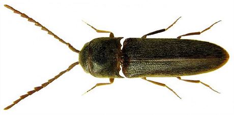 Devomil Rhacopus pyrenaeus.