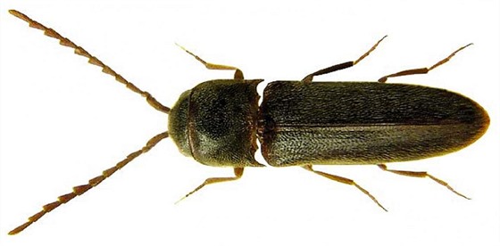 Devomil Rhacopus pyrenaeus.