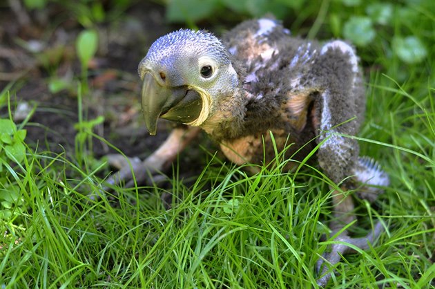 Mlád ary hyacintového pilo ve zlínské zoo na svt v polovin ervna