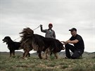 Mongolský bouvier je moná velmi blízkým píbuzným prvního domestikovaného psa.