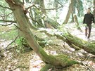 Podívejte se do pralesa v Krkonoích, který se oteve turistm