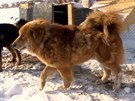 Zachrauje mongolského bouviera, jedno z nejstarích psích plemen
