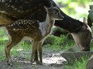 Dínská zoo se me pochlubit dalím cenným odchovem. Na svt tu v druhé...