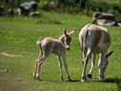 Onager (Equus hemionus onager) je nejohroenjí z pti ijících poddruh...