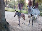 První potomek hebce Florise, malá samika zebry Grévyho (Equus grevyi), pila...