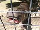 Návtvníky jihlavské zoologické zahrady hroík Pedro okamit odzbrojí nejen...