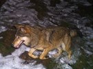 Vlk z fotopasti od Horního Adrpachu na Broumovsku z bezna 2017